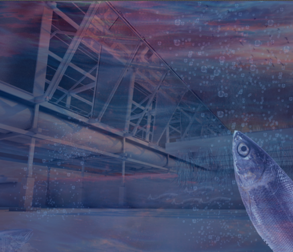 tagwa osman Lead Image